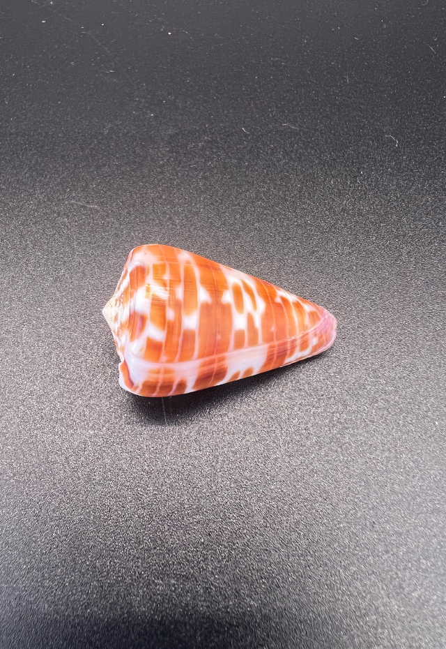 Conus Tessulatus, Philippines