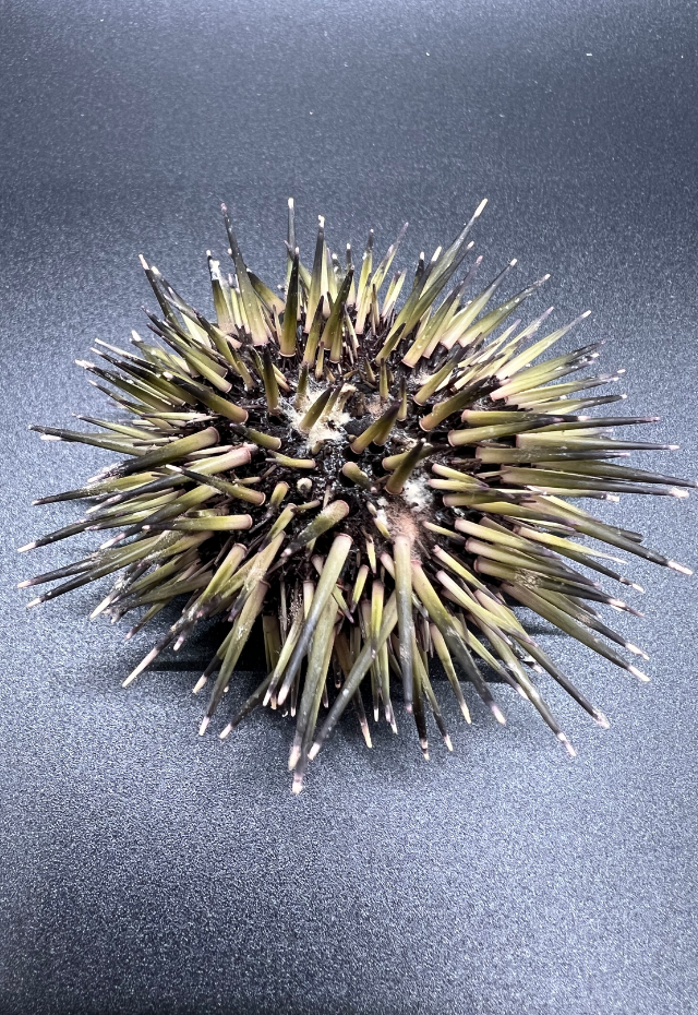 Urchin Siyok Philippines (Echinodaria Purpuratus)