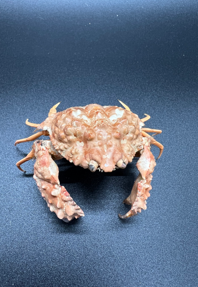 Flower Crab, Philippines (Calapa Hipatica)