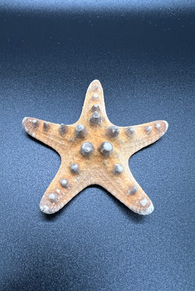 Starfish, Neoferdina Offreti, Brown, Philippines