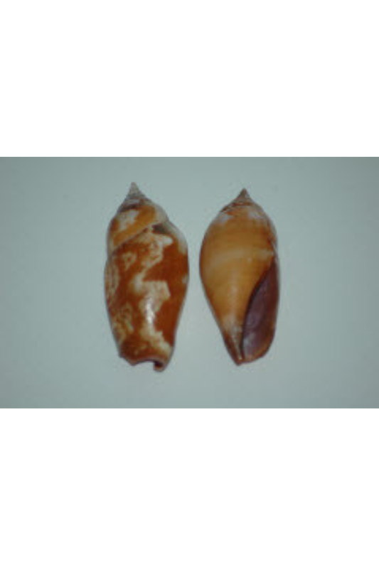 Strombus Fragilis, Philippines