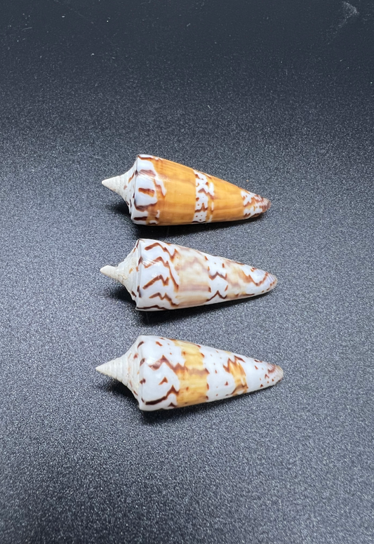 Conus Generalis Dwarf, Philippines