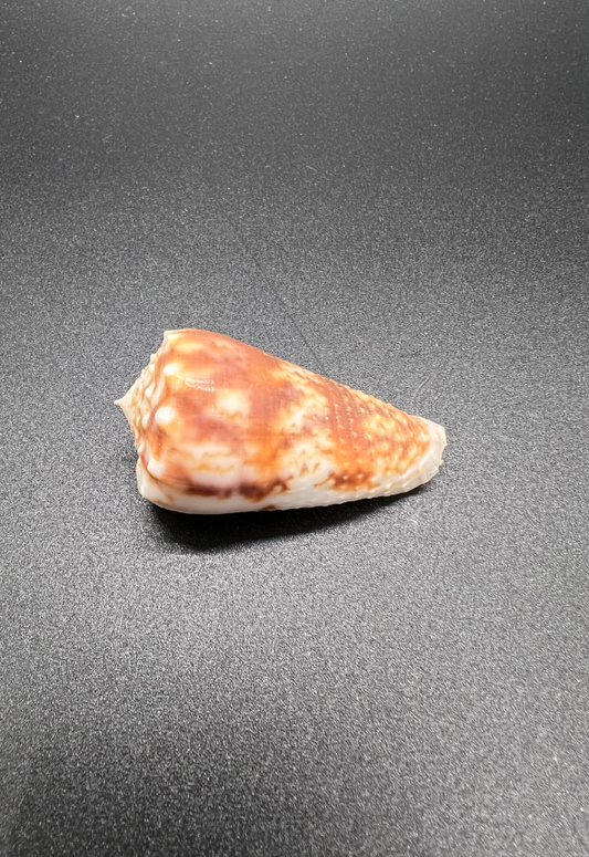 Conus Moluccensis, Philippines