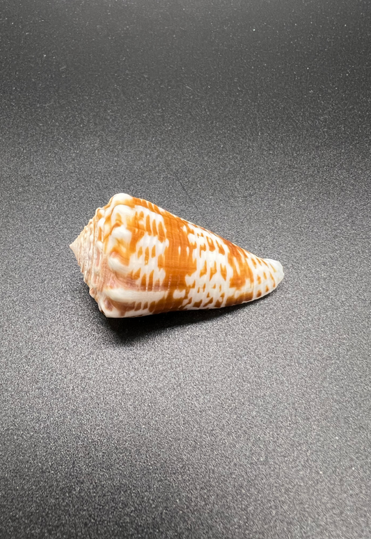 Conus Vicdani, Philippines