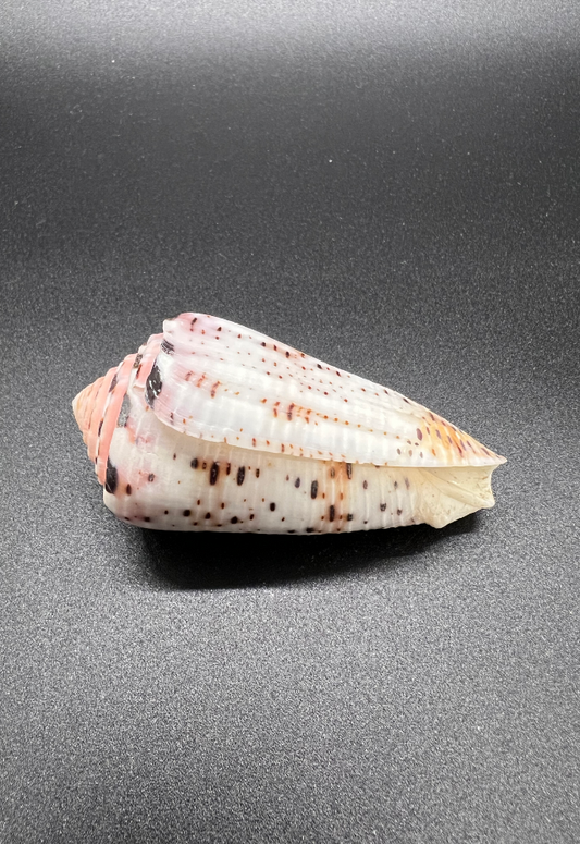 Conus Aurisiacus, Philippines