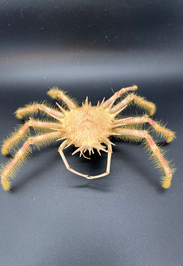 Spider Crab, Philippines (Pleistacantha Sanctijohannis)