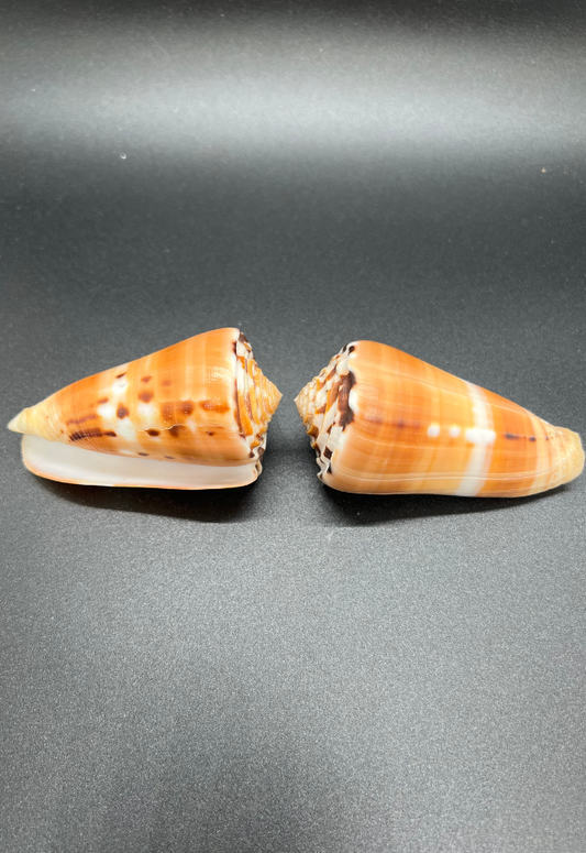 Conus Barthelemyi, Mauritius