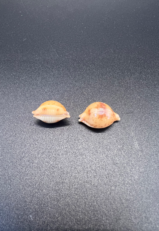 Cypraea Bistronotata, Philippines