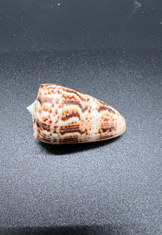 Conus Zeylanicus, India