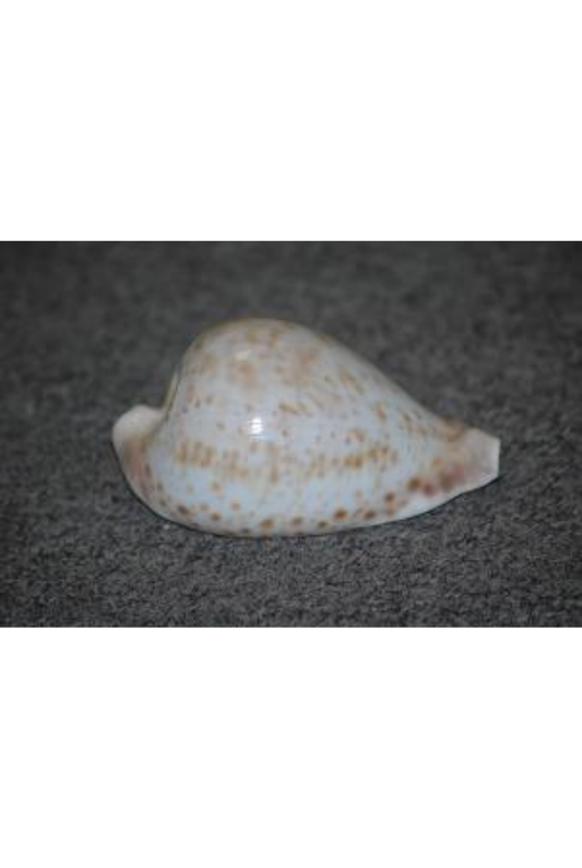 Cypraea Hesitata, Australia