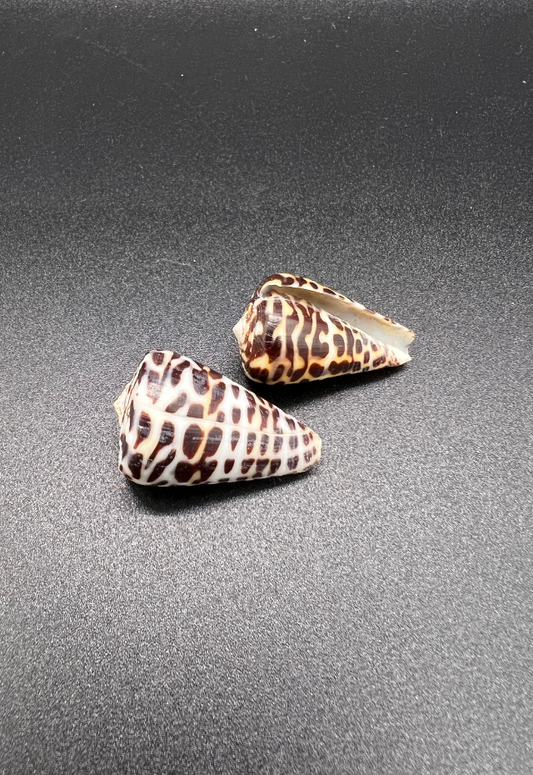 Conus Polyglotta, Philippines