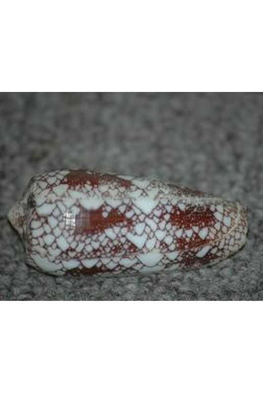 Conus Omaria, Philippines