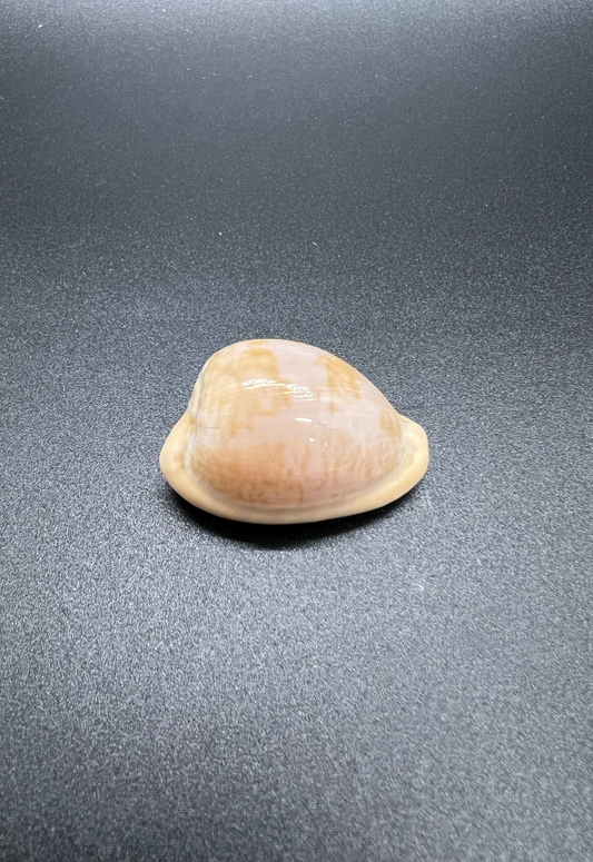 Cypraea Fuscorubra, South Africa