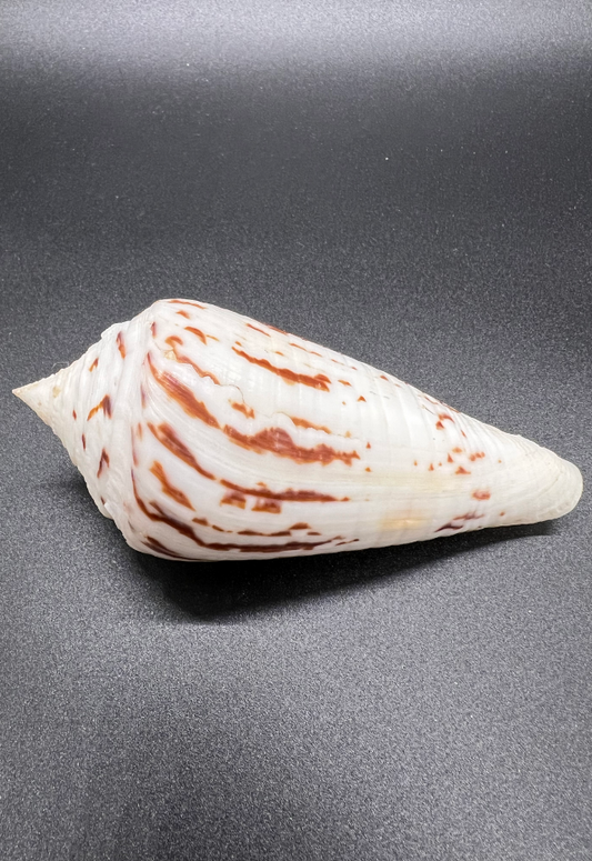 Conus Pergrandis, Philippines