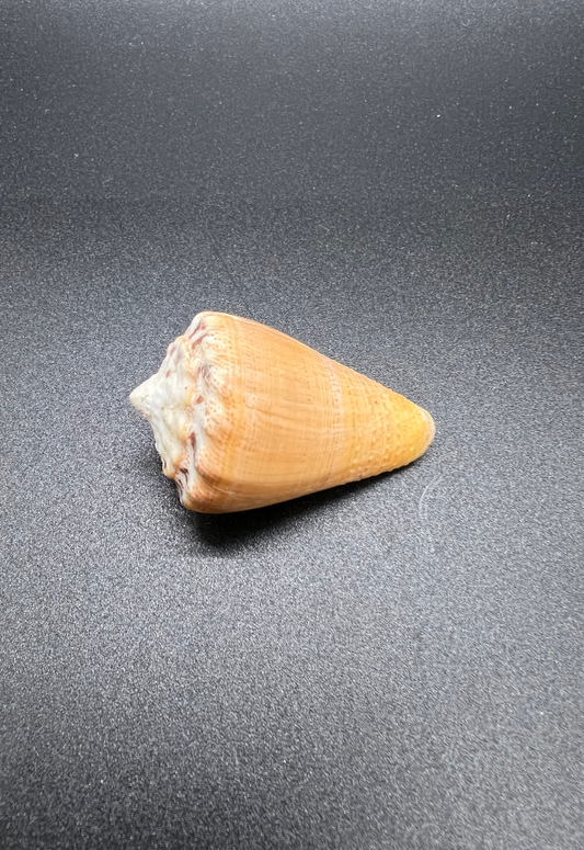 Conus Citrinus, Martinique