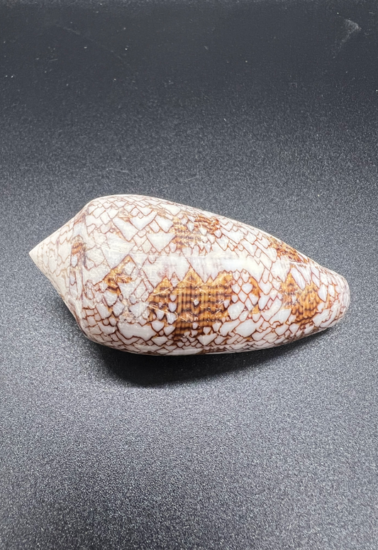 Conus Textile, Philippines