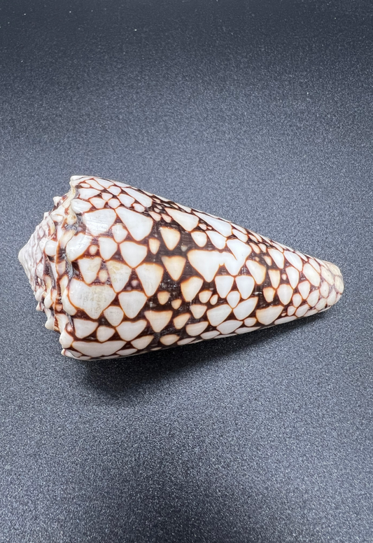 Conus Marmoreus Vidua, Philippines