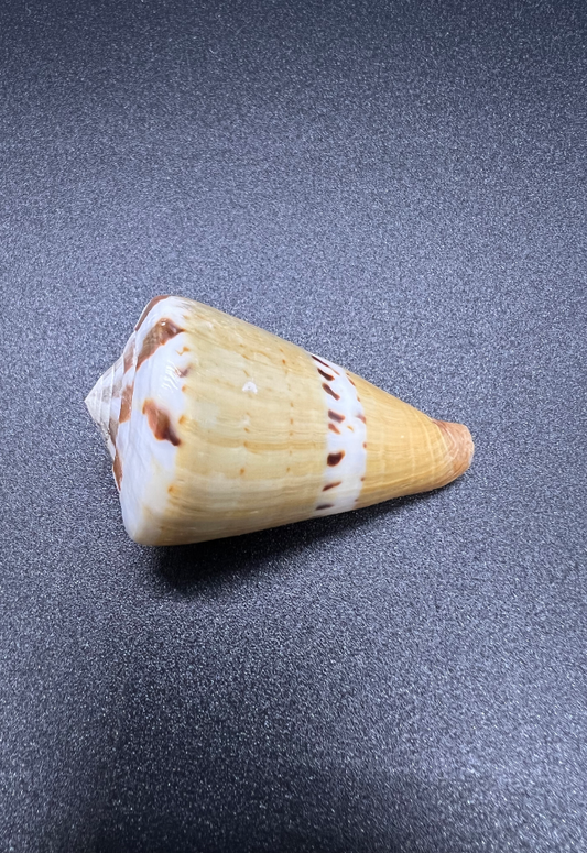 Conus Capitaneous, Philippines