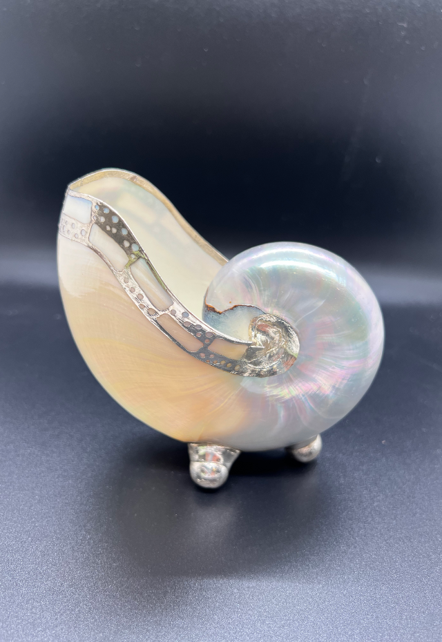 Pearlized Nautilus Pompilius with Brass Stand, Philippines