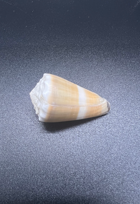 Conus Lividus, Mauritius